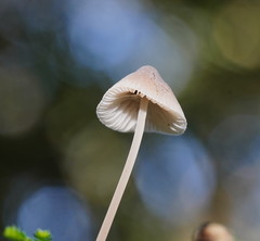 Mycena austrofilopes