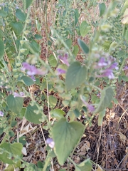 Scutellaria brevibracteata