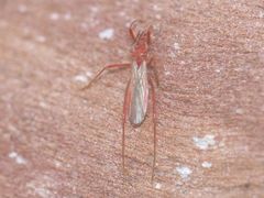 Polytoxus sanguineus