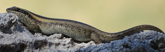 Trachylepis wahlbergii