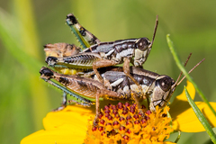 Phaedrotettix