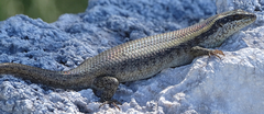 Trachylepis wahlbergii