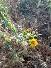 Scolymus
