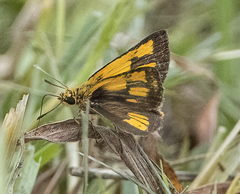 Ampittia dioscorides camertes