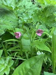 Pulmonaria officinalis