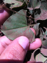 Calystegia subacaulis subacaulis