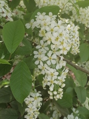 Prunus padus