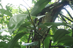 Rhaphidophora hongkongensis