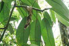 Rhaphidophora hongkongensis