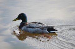 Anas platyrhynchos