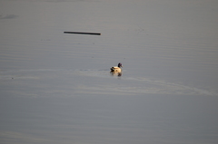 Anas platyrhynchos
