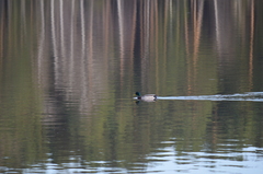 Anas platyrhynchos