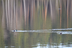 Anas platyrhynchos