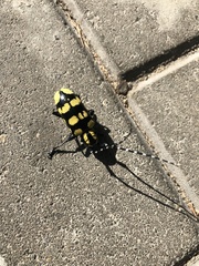 Anoplophora horsfieldii