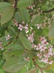 Prunus padus