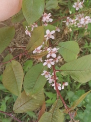 Prunus padus