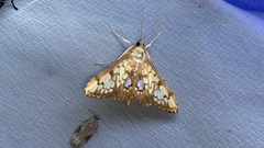 Neoanalthes contortalis