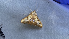 Neoanalthes contortalis