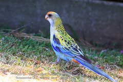 Platycercus eximius x adscitus