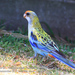 Eastern × Pale-headed Rosella - Photo (c) crazybirdman, some rights reserved (CC BY-NC)