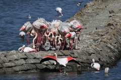 Phoenicopterus roseus