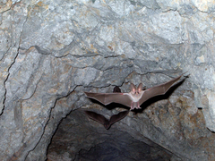 Californian Leaf-Nosed Bat photo 5