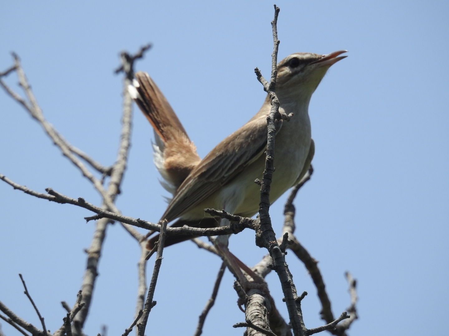 Rufous-tailed Scrub Robin