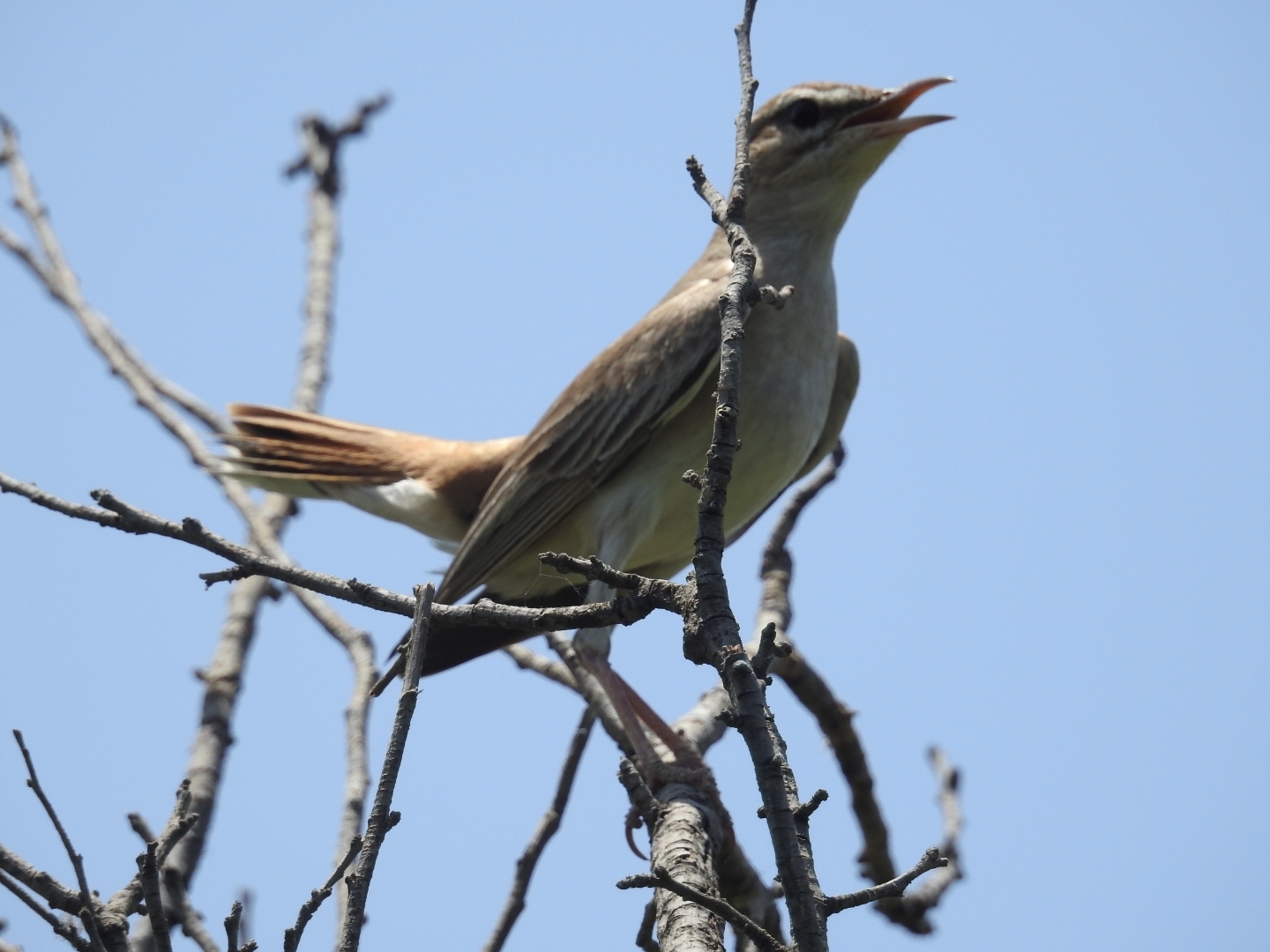 Rufous-tailed Scrub Robin
