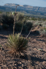 Yucca angustissima