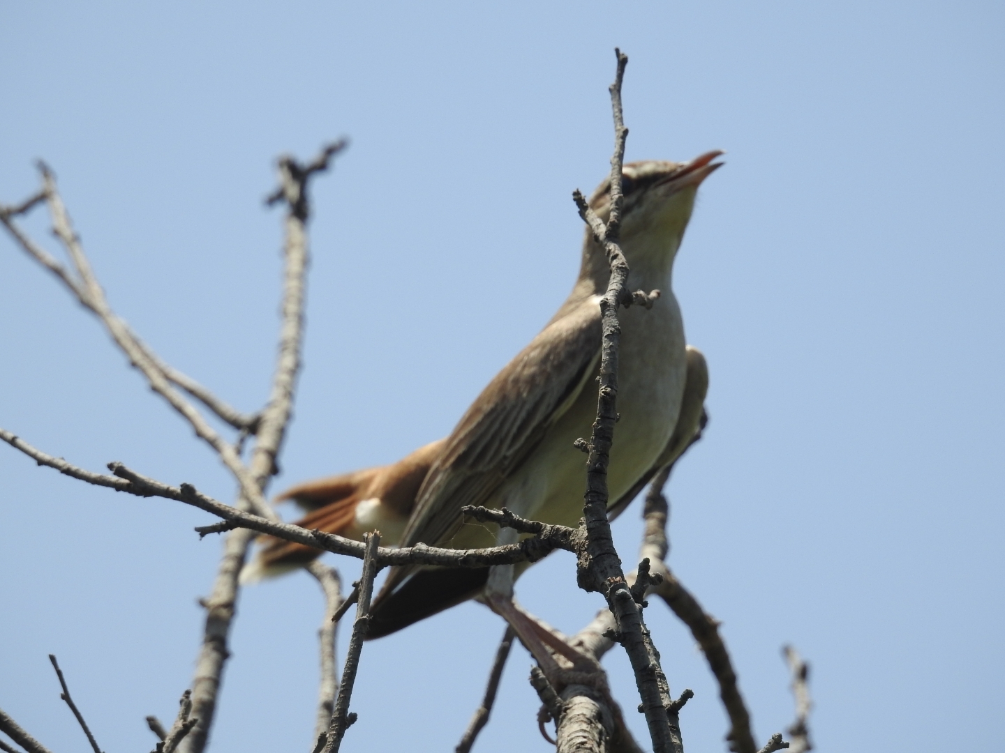 Rufous-tailed Scrub Robin