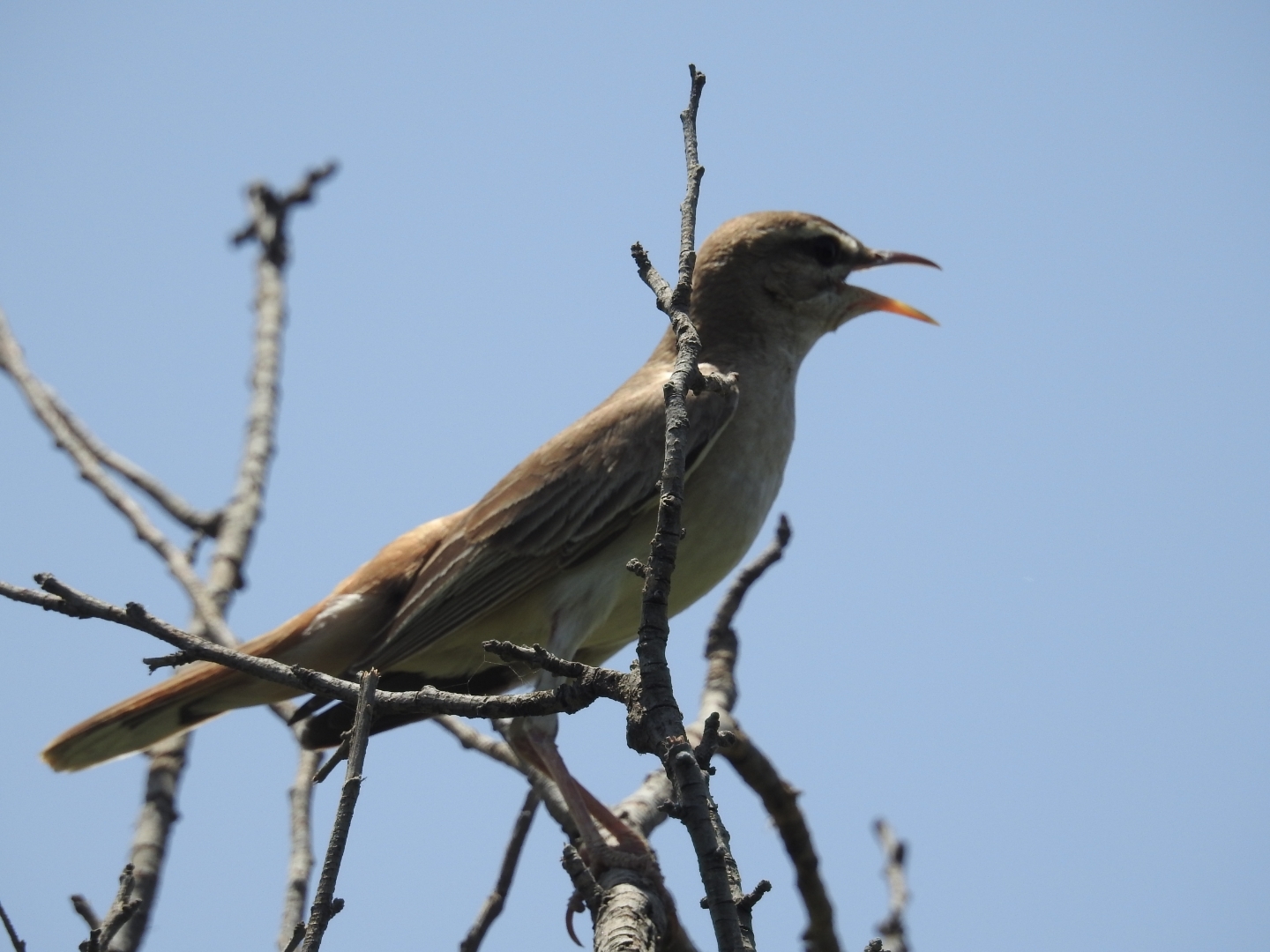 Rufous-tailed Scrub Robin