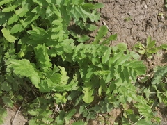 Pastinaca sativa