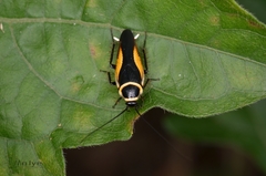 Hemithyrsocera vittata