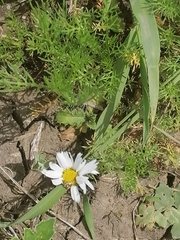 Tripleurospermum inodorum