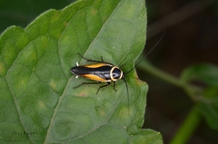 Hemithyrsocera vittata