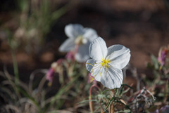 Oenothera pallida