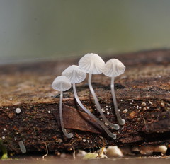 Mycena piringa