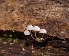 Mycena piringa