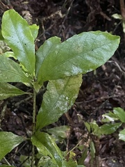 Alseuosmia macrophylla