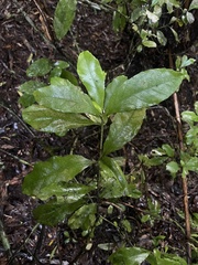 Alseuosmia macrophylla