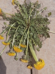 Taraxacum officinale