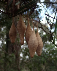 Ordgarius magnificus