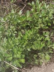 Ranunculus repens
