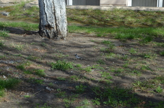 Motacilla alba personata