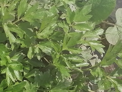 Ranunculus repens
