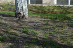 Motacilla alba personata