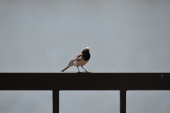 Motacilla alba personata