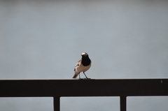 Motacilla alba personata