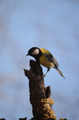 Parus major