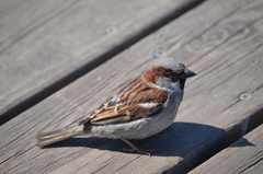 Passer domesticus